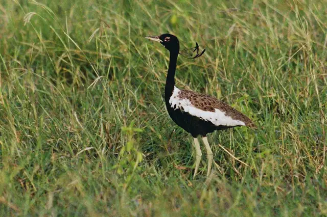 ભાવનગર ખડમોર સંવર્ધન સમાગમ નર માદા પક્ષી સંવર્ધન વિલુપ્ત થતી પ્રજાતિ, ગુજરાત સૌરાષ્ટ્ર કચ્છ ઘાસનાં મેદાનો, પ્રકૃતિ વાઇલ્ડલાઇફ, બીબીસી ગુજરાતી ગુજરાતીમાં સમાચાર