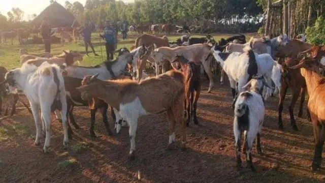 አቶ ጃርሶ ከቀንድ ከብቶች በተጨማሪ በርካታ በግ እና ፍየሎች እንዲሁም የጋማ ከብቶች አሏቸው