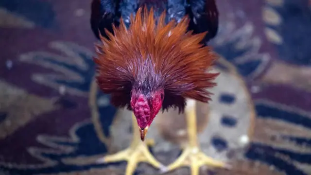 కోడి పందేలు 