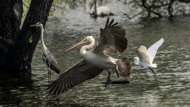 வேடந்தாங்கல்