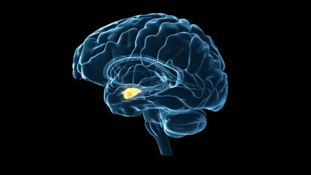 অ্যামিগডালা