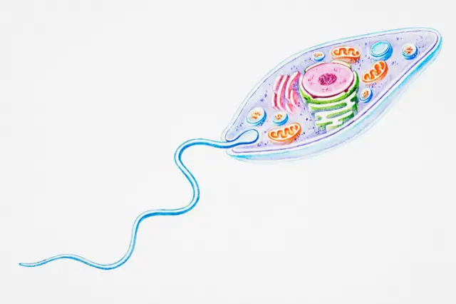 एकपेशीय सूक्ष्मजीव