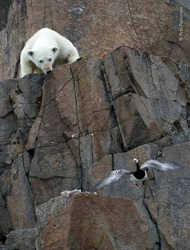 ‘ከመይ ኢለ’የ ደይበዮ?”