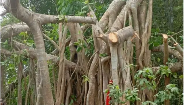 মাদারীপুরের বটগাছটির শাখা প্রশাখা কেটে ফেলা হয়েছে