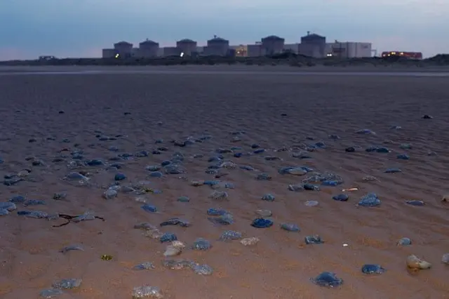 Jellyfish washed up on the beach in front of the Gravelines nuclear power station, operated by Electricite de France SA (EDF) on August 12, 2025 in Gravelines, France