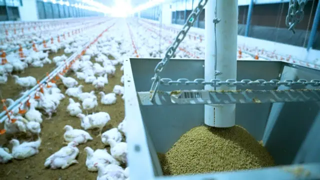 ఈసీ కోళ్ల ఫారాలు 