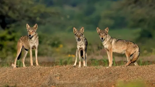 తోడేళ్ళు 