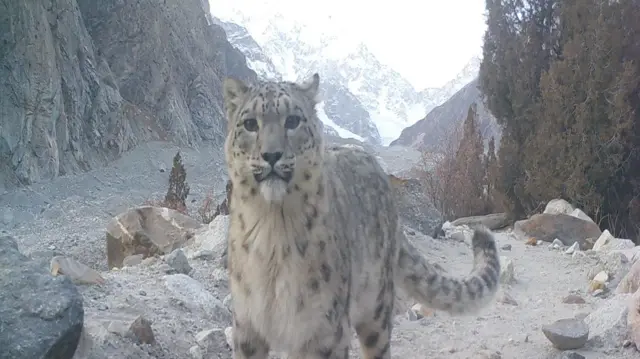 برفانی تیندوا