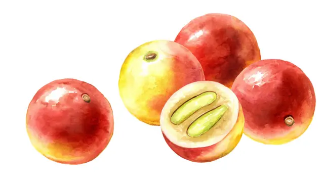 Ilustração mostrando camu-camus