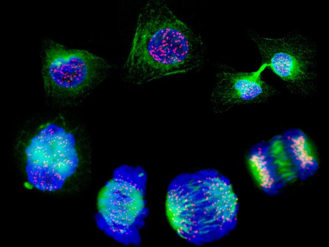 Células humanas que muestran las etapas de la división celular. 