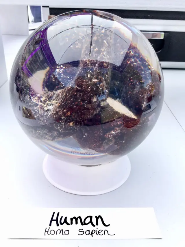 හෝමෝ සේපියන්ස් යුගයේ මිනිසෙකුගේ මළපහ ප්‍රදර්ශනයට තබා ඇති අයුරු