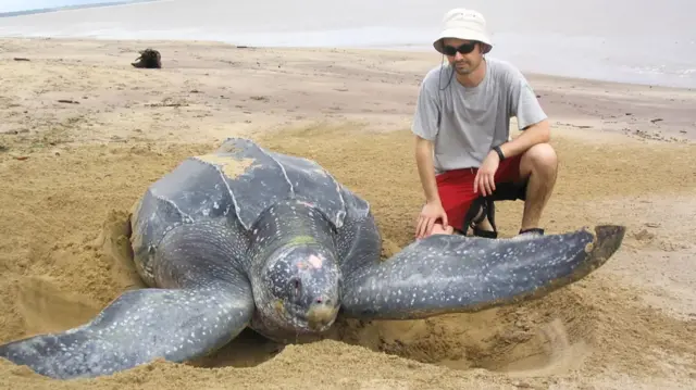 바닷가로 올라온 장수거북