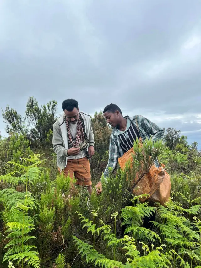 የመድኃኒት ተክሎች የሚሰበስቡ ሰዎች 