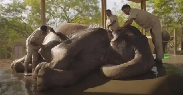 બીબીસી ગુજરાતી, ગુજરાત, વનતારા, મુકેશ અંબાણી, અંબાણી, અનંત અંબાણી, સૂર્યતારા, મહારાષ્ટ્ર, વન્ય પ્રાણીઓ