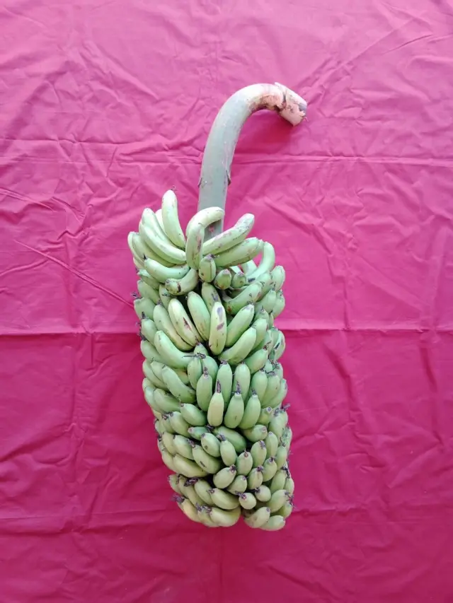 ગુજરાતમાં કેળાની એ નવી જાત- "આણંદ વામન"