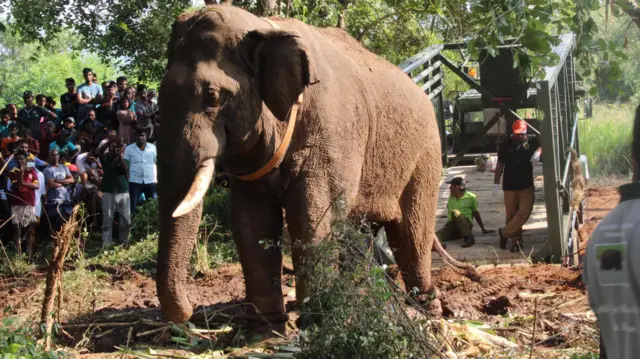 සෝමවතිය ජාතික වනෝද්‍යානයට රැගෙන ගිය 'චන්ඩි' 243Km දුර ගෙවාගෙන දින 28කට පසු නැවත ගල්ගමුවට පැමිණියේ ය. 