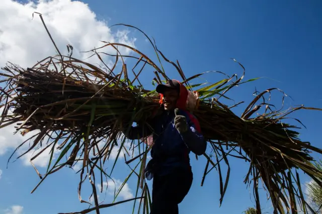 गन्ने की खेती