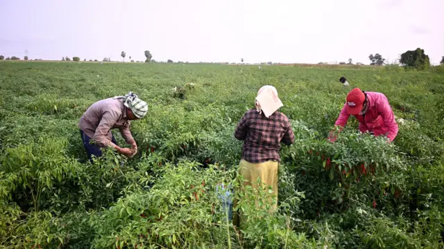 ఆంధ్రప్రదేశ్, వ్యవసాయ రంగం, వలస కూలీలు