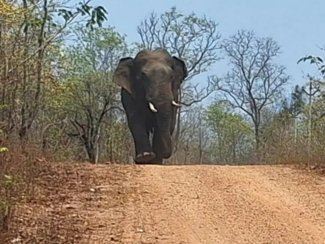 తెలంగాణలో ఏనుగులు