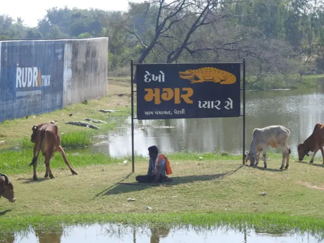 બીબીસી ગુજરાતી, મગર, બીબીસી, અમદાવાદ, વડોદરા, મધ્ય ગુજરાત