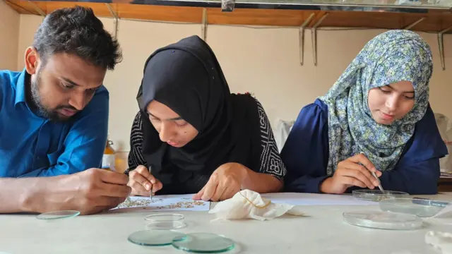 ফাঁদে আটকা মশা নিয়ে গবেষণা করছে জাহাঙ্গীরনগর বিশ্ববিদ্যালয়ের গবেষক দল