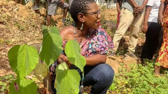 Seedlings planted by the #FreetownTheTreeTown imitative are reported to have a survival rate of more than 80%