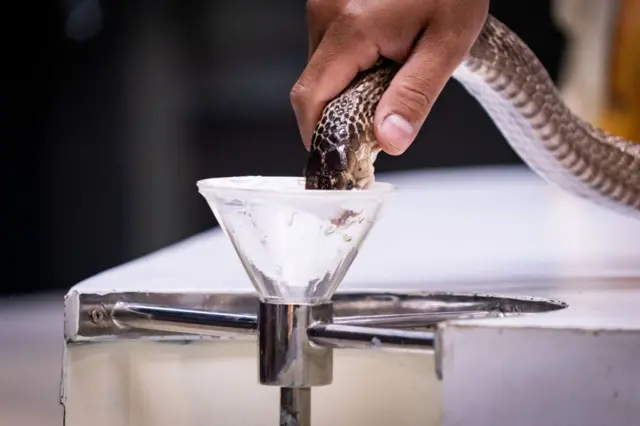 ਰੇਵ ਪਾਰਟੀ ਸੱਪ