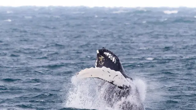 La foto muestra el mar con la cola de la ballena asomando. Hay una espuma blanca que sale del agua. El mar es azul.