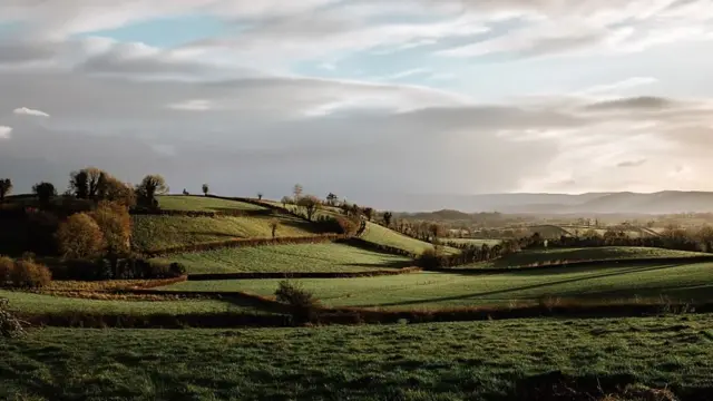 Wasu ciyayi masu kyau da aka gyara masu ɗaukar hankali