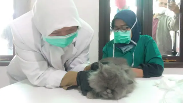 Kastrasi kucing jantan di Bandung
