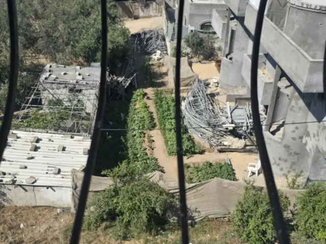 نمایی از بالا، حیاطی که در آن گیاهان روییده، از پنجره ساختمان کناری دیده می‌شود