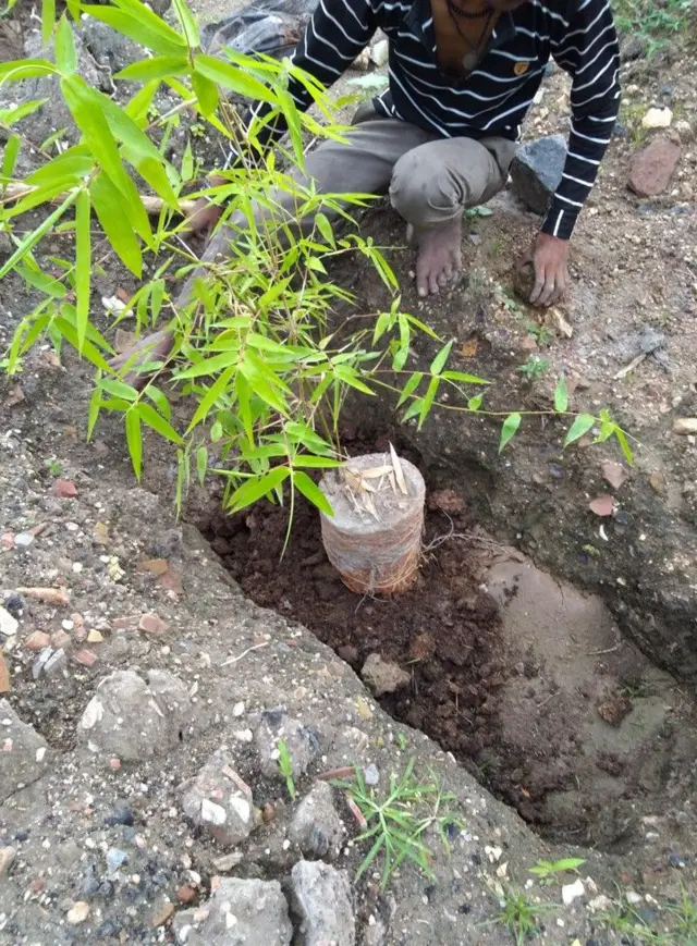 बांबूची लागवड करताना विद्यार्थी