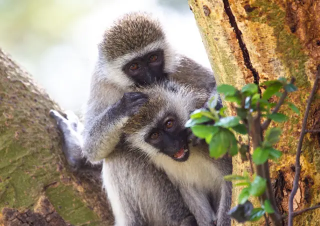 Macacos verdes africanos