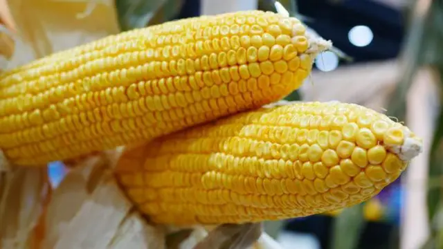 மக்கா சோளம் சாகுபடி பூச்சி தாக்குதல் விவசாயம்