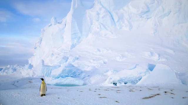 వైరల్ పెంగ్విన్, ఎన్కౌంటర్స్ ఎట్ ద ఎండ్ ఆఫ్ ది వరల్డ్
