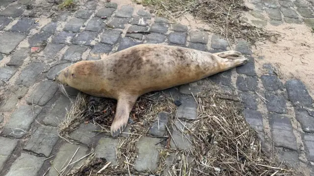 Una foca de color crema con algunas manchas de color marrón más oscuro en su pelaje se encuentra en una rampa de acceso en una playa, con arena y hierba seca cerca.