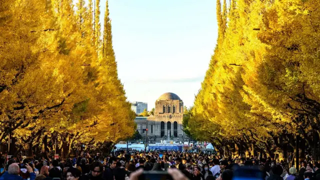 Алея, заповнена людьми, по обидва боки - дерева з жовтим листям