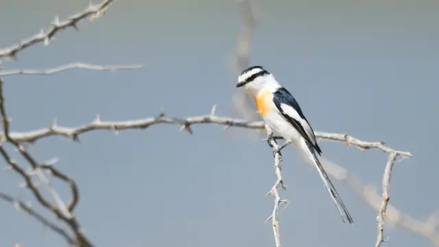 မျိုးတုံးအန္တရာယ်ရှိ စာရင်းဝင် မြန်မာ့ ငှက်မင်းသား ဓာတ်ပုံ WWG