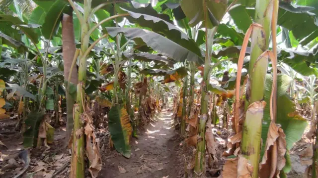 "தேர்தல் களம்‌ வேறு, ஆனால் வாழ்வாதாரம்?" - அனல் வீசும் காவிரி படுகை