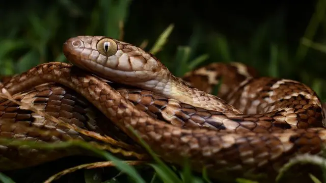 நஞ்சுள்ள, நஞ்சற்ற பாம்புகளை வகைப்படுத்தி எளிதாக அடையாளம் காண்பது எப்படி?