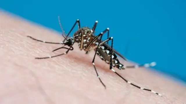 Aedes aegypti