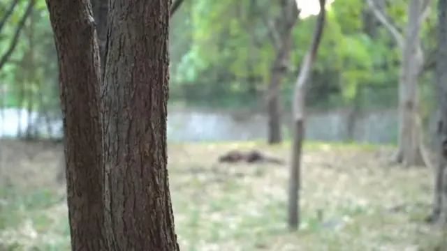 திருப்பதி உயிரியல் பூங்கா சிங்கம்