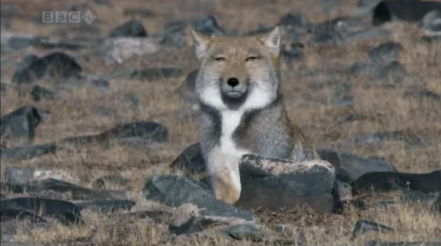 Скриншот із BBC's Planet Earth