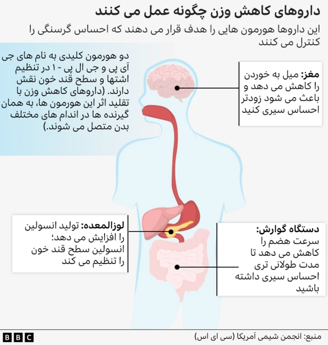 یک تصویر گرافیکی نشان می‌دهد که داروهای کاهش وزن چگونه در بدن عمل می‌کنند. این تصویر بدن انسان را نشان می‌دهد و سه اندام را برجسته کرده است: مغز، لوزالمعده و دستگاه گوارش