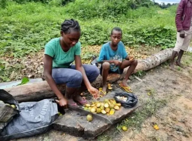 Young girl wey wear blue jean trouser and green shirt dey cut open some African Bush mangoes to extract di Ogbono seeds wey dey inside. She dey wit her younger brother wey wear blue shirt wit black shorts as dem go bush for Okolomade community for Abuja/Odual LGA of Rivers State go pick di Bush Mangoes. Anoda young boy man wey wear red shirt and white trousers stand near dem for di bush path wia dem Sidon