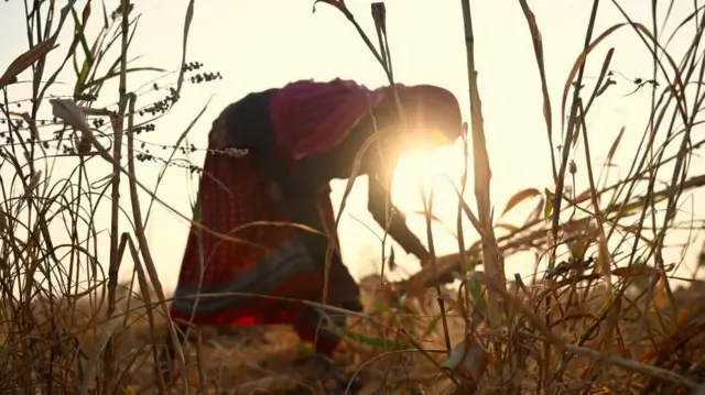 Perempuan di Jodhpur, India, bekerja di ladang saat siang hari. 