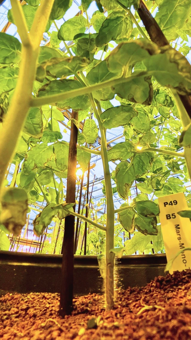 Tomate cultivado em regolito marciano