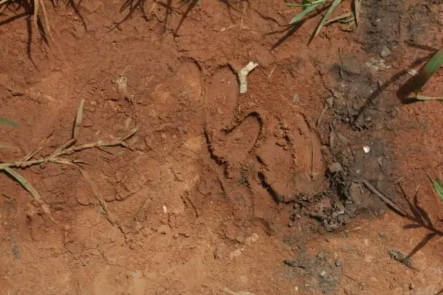 ਜਾਨਵਰਾਂ ਦਾ ਪੰਜਾ