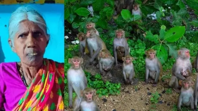 కోతుల కారణంగా మృతిచెందిన నర్సవ్వ