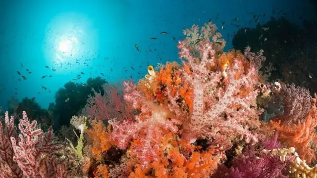 Terumbu karang di Raja Ampat